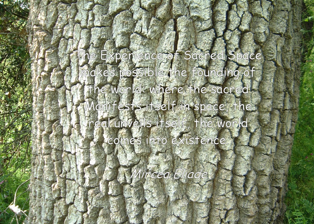 Sacred Space - bark b.jpg