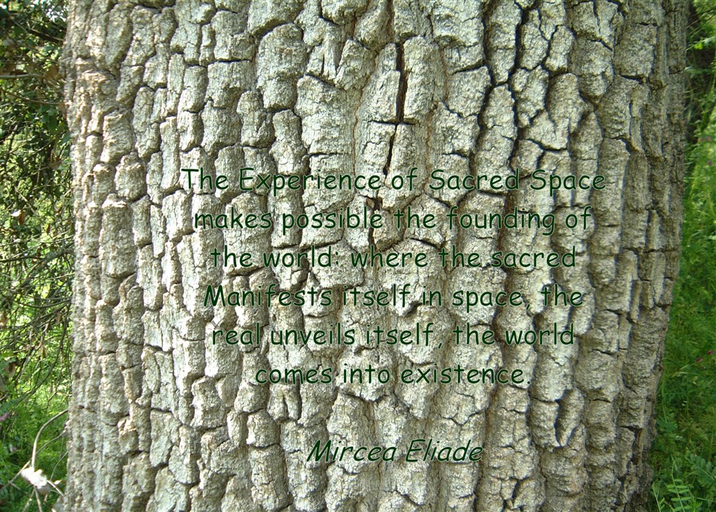 Sacred Space - bark.jpg