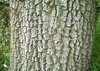 Sacred Space - bark b.jpg