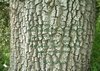Sacred Space - bark.jpg