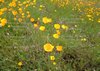 You're It - Poppies b.jpg