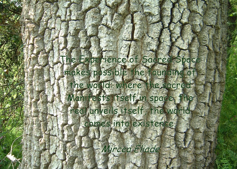 Sacred Space - bark.jpg