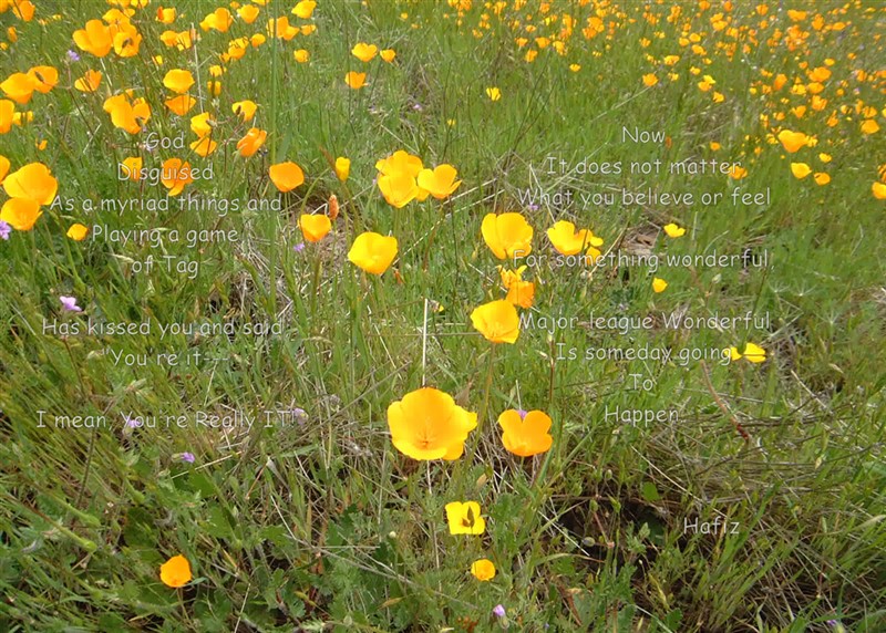 You're It - Poppies b.jpg