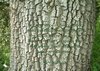 Sacred Space - bark.jpg