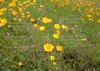You're It - Poppies b.jpg