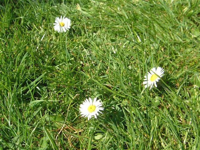 42 - garden daisies.jpg