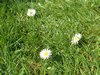 42 - garden daisies.jpg